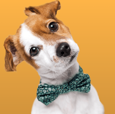 Waarom vers voedsel cruciaal is voor je huisdier (hond en kat)