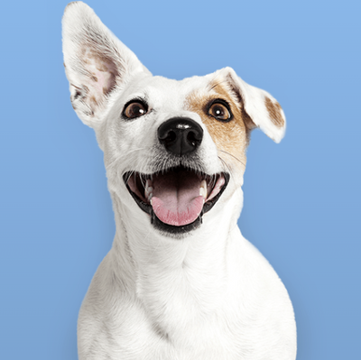De ultieme gids voor het kiezen van voeding voor je hond