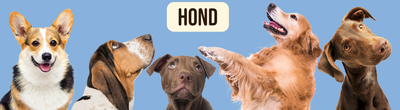 Hond